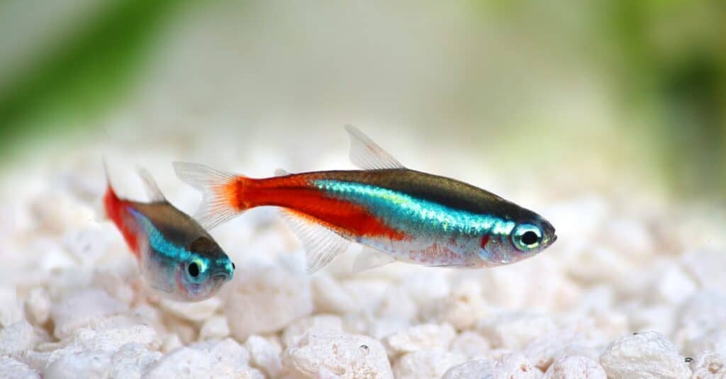 two-neon-tetra-fish