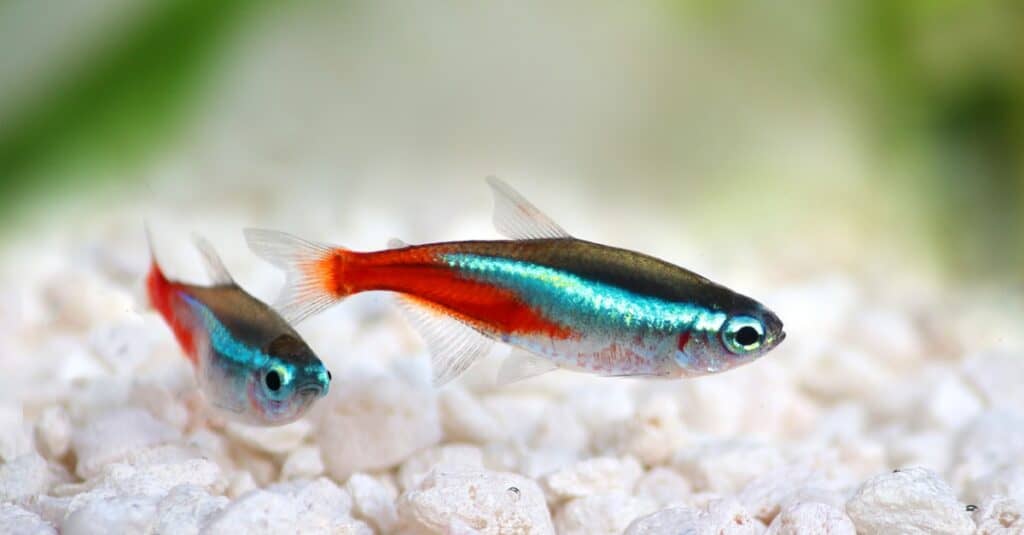 Neon tetras  Fish tank themes, Fish tank, Cool fish tanks