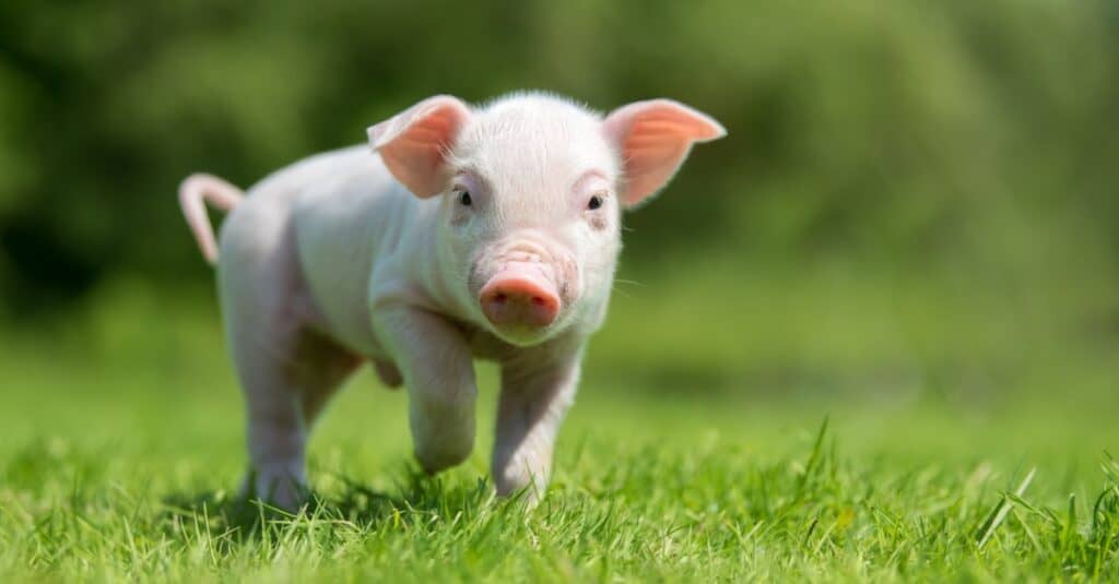 curious-baby-pig