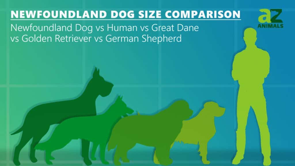 newfoundland dog size comparison: golden retriever german shepard great dane