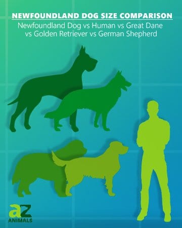 Newfoundland Dog Size Comparison: Golden Retriever German Shepherd Great Dane