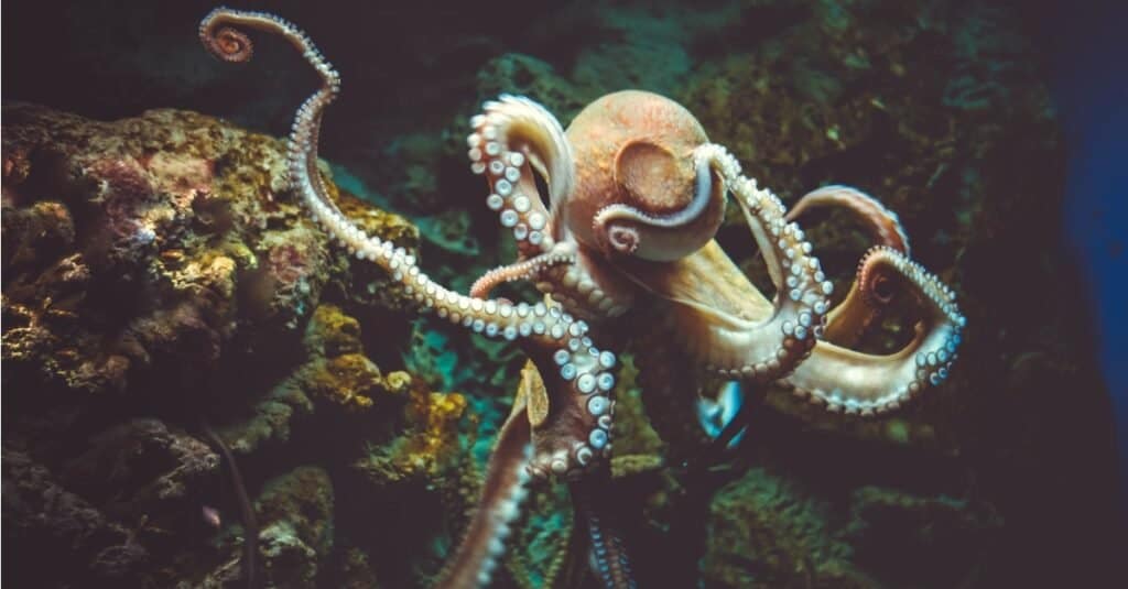 octopus swimming by coral reef