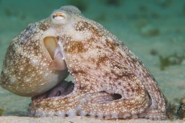 Octopuses use their lack of bones to their advantage. 