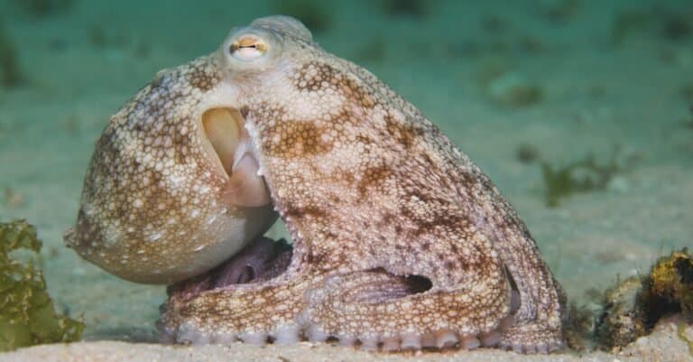 octopus at bottom of the ocean