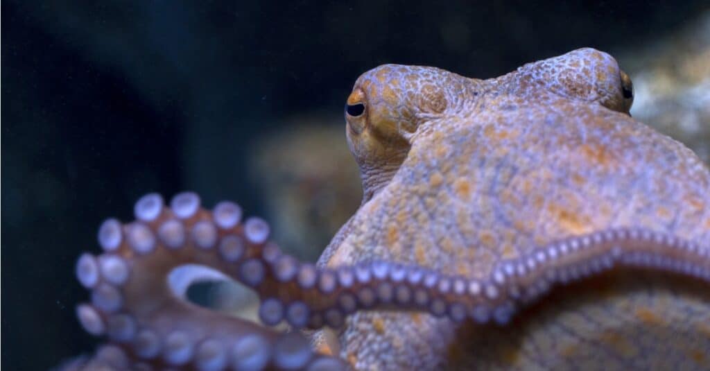 Giant Pacific octopus nears life's end at AZ aquarium