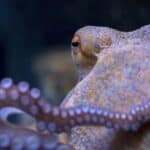 The Giant Pacific Octopus is the largest member of the octopus family. 