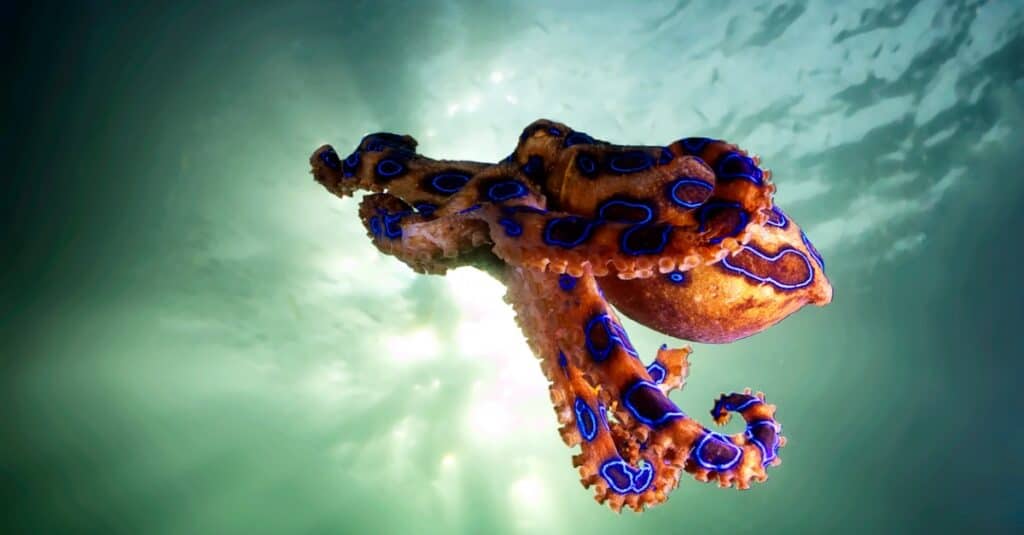 blue ringed octopus