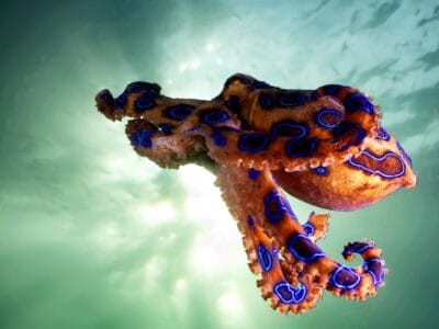 A Octopus Quiz: What Do You Know About These Sea Creatures?