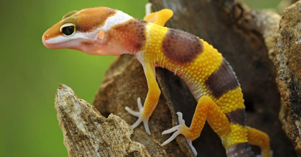 baby-leopard-gecko-on-a-tree