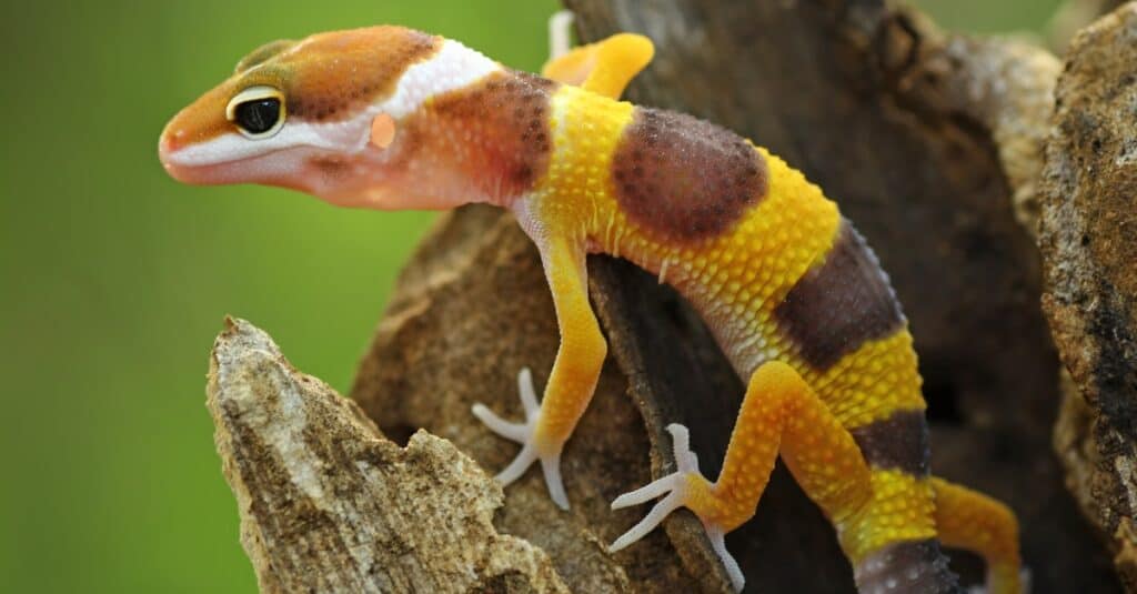 leopard gecko hatchling