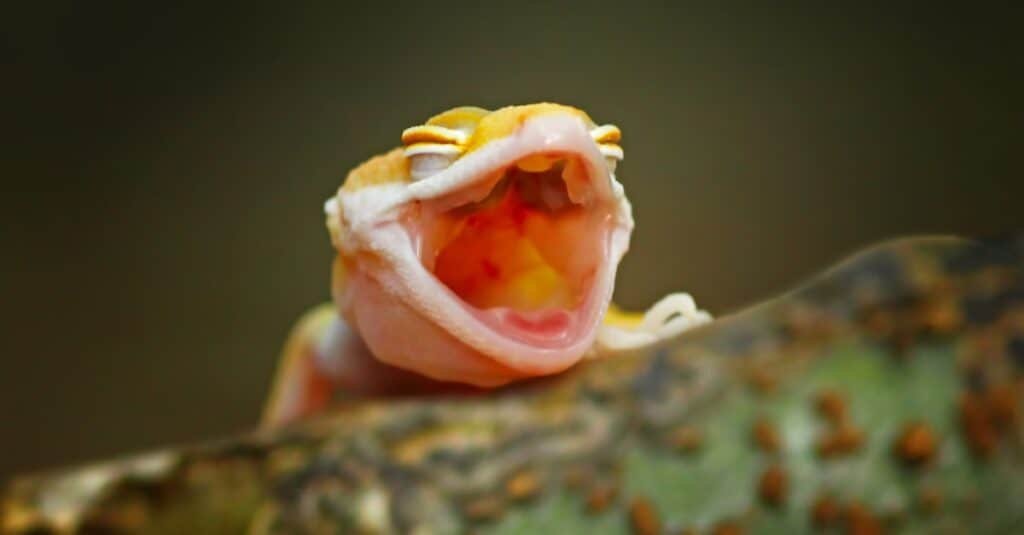 Why Did My Leopard Gecko Scream 