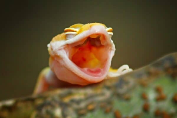 This baby leopard gecko's sex was determined by how warm its egg was during incubation