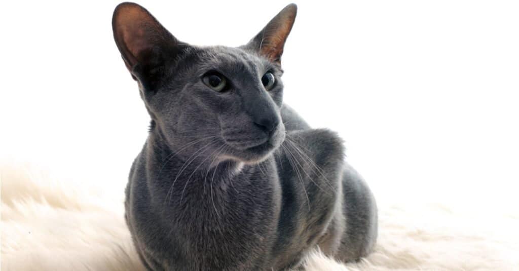 oriental shorthair laying on a blanket