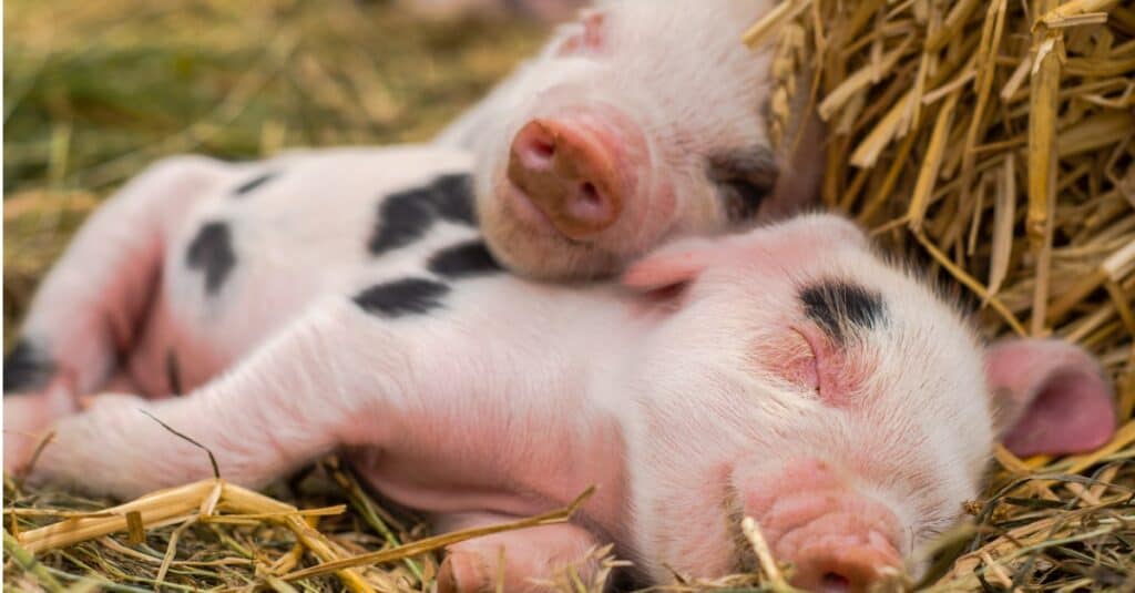 baby-pig-cuddling