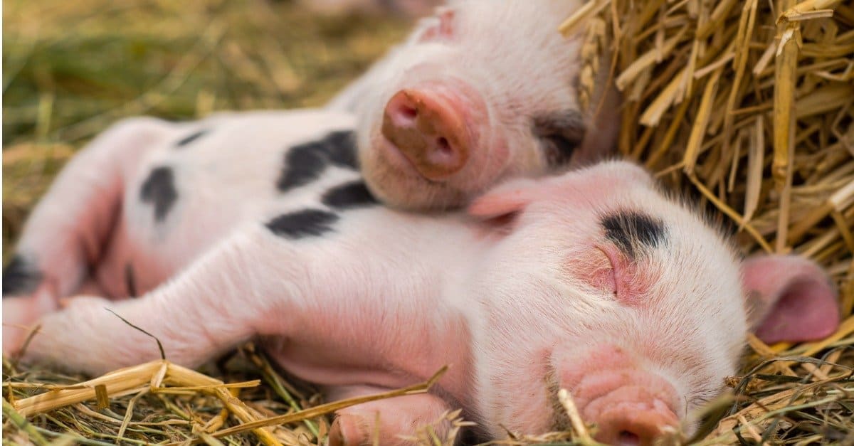 Baby Pig 5 Unforgettable Facts And 5 Precious Piglet Pictures A Z 