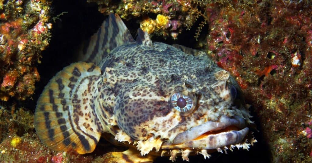 Oyster Toadfish - Delaware Fish Facts