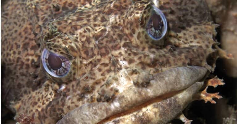 close up of an oyster toadfish