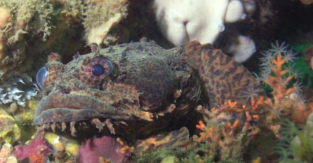 Ever see an oyster toadfish or speckled hind? Here's what