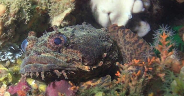 oyster toadfish swimming in the ocean