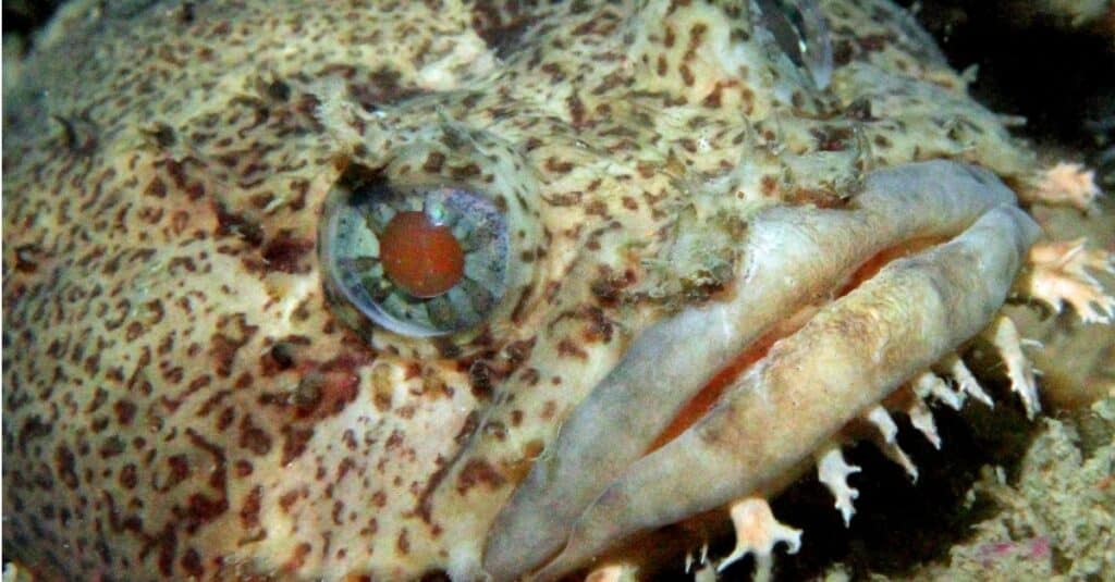 Oyster Toadfish Fish Facts