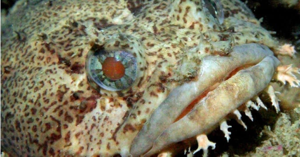 close up of an oyster toadfish