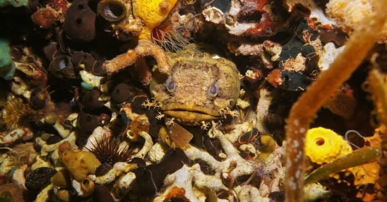 oyster toadfish hidden in a hole