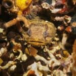Oyster toadfish