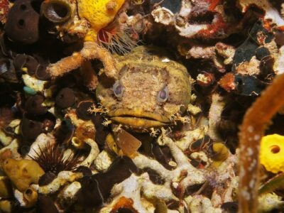 A Oyster Toadfish