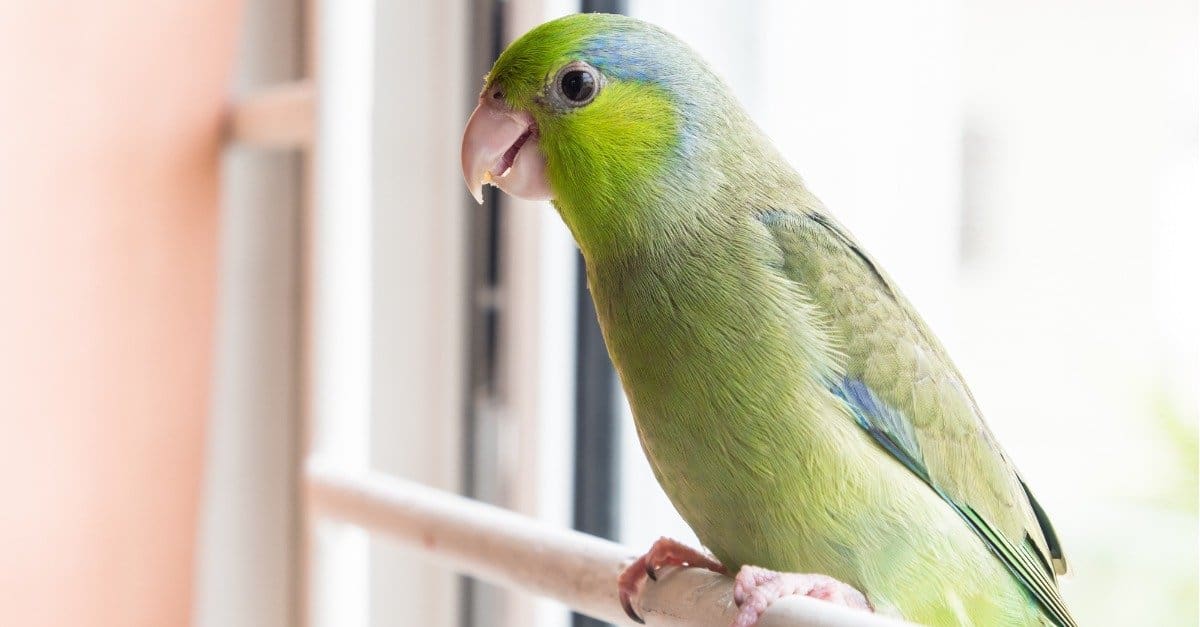 pacific parrotlet perched inside of cage