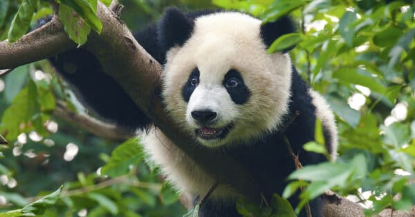 Giant Panda Bear - A-Z Animals