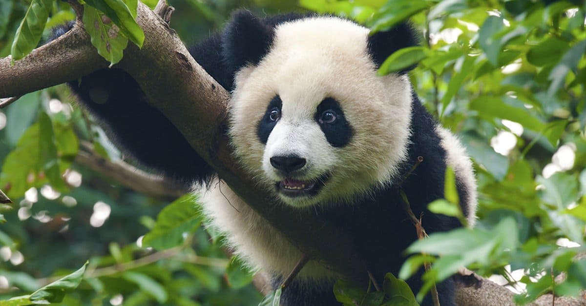 What Do Pandas Eat? - AZ Animals