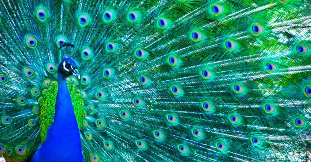 peacock with vibrant colors