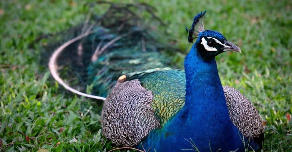 peacock laying down