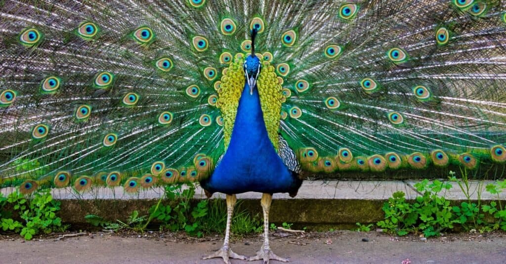 peacock with feathers spread