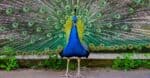 What Is A Group Of Peacocks Called A Z Animals what-is-a-group-of-peacocks-called-a-z-animals