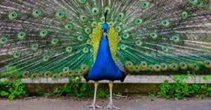 National Peacock Day: March 25 (Plus 25 Fun Ways to Celebrate!) Picture
