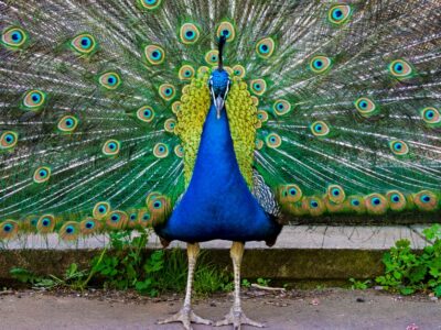 A Peacock Quiz: Test Your Peacock Knowledge!