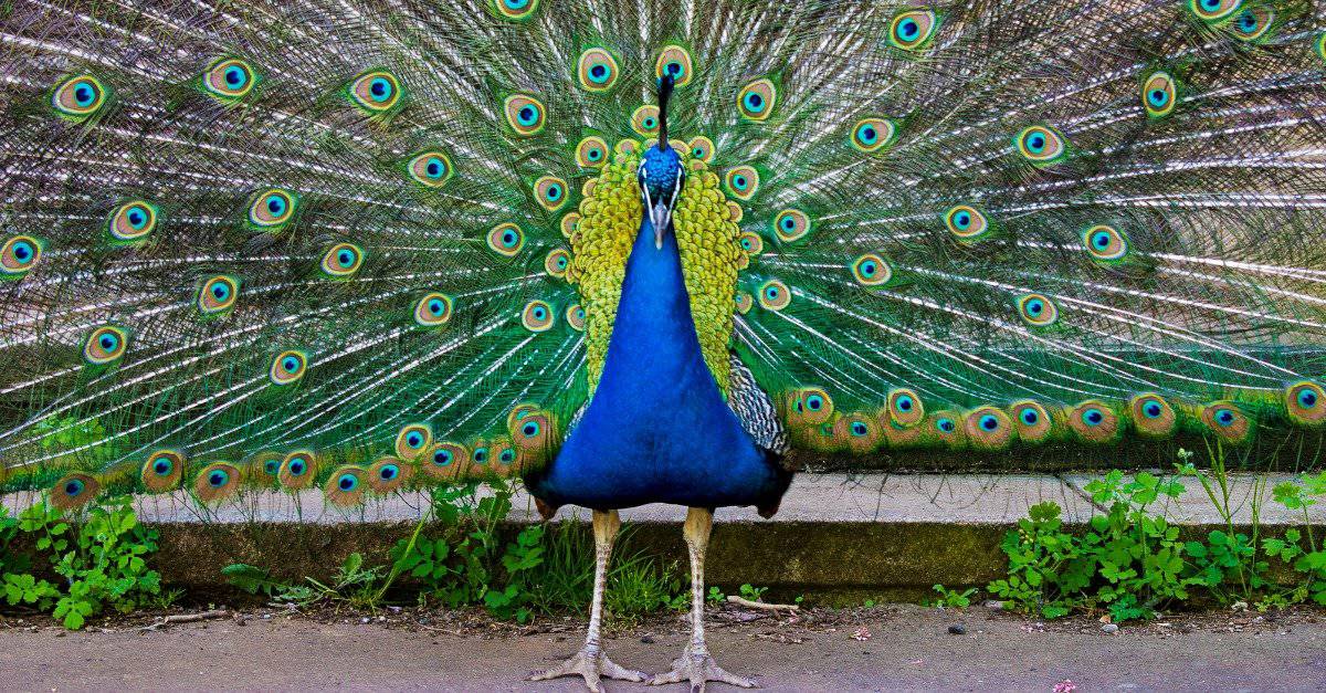 peacock eats