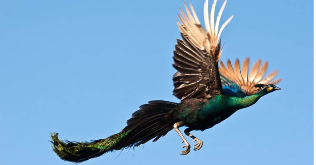 peacock in flight