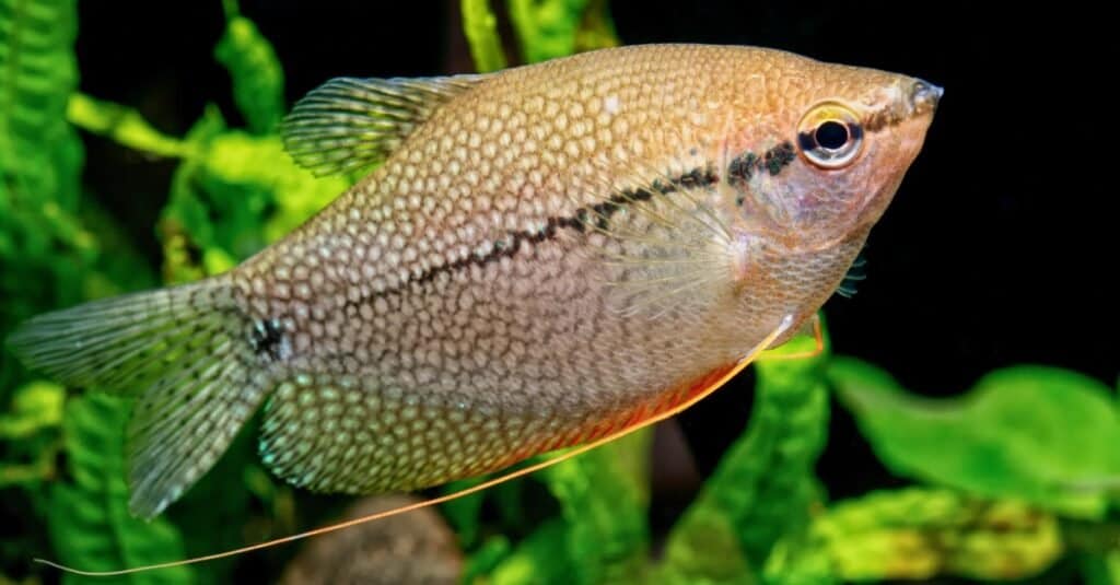 types of aquarium fish with pictures