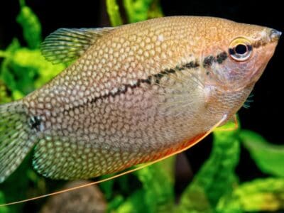 Gourami Picture