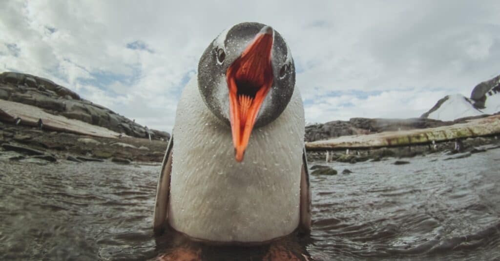 penguin in water with open beak