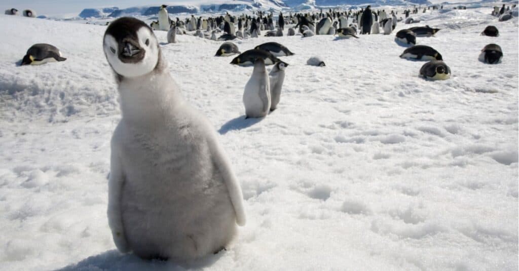 young penguin close to the camera