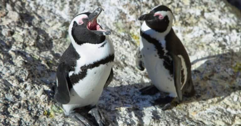 penguins with beaks open