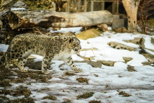 Snow leopard in enclosure