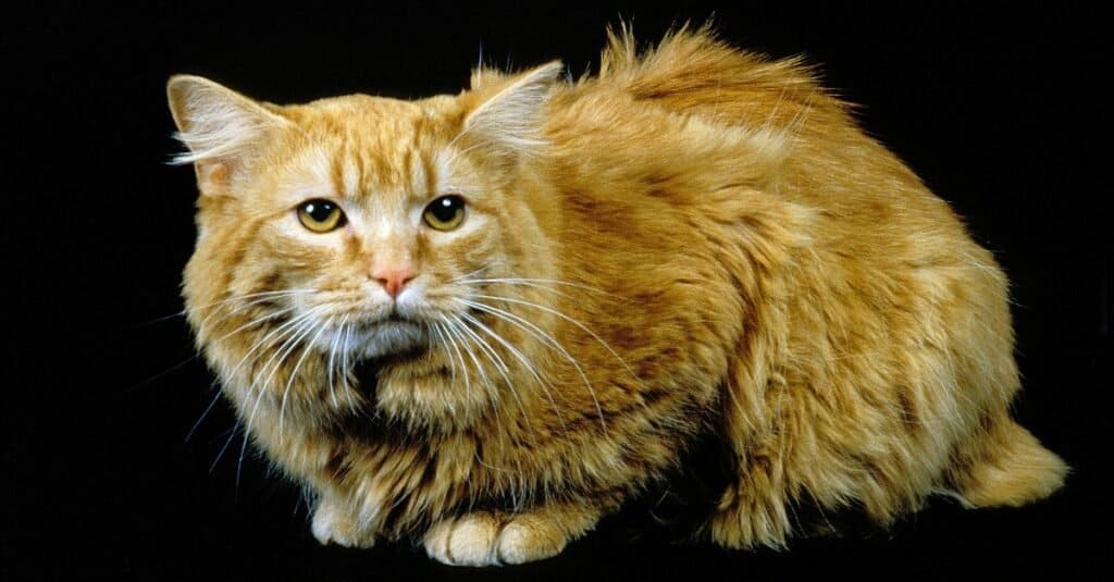 cymric-cat-longhair-manx