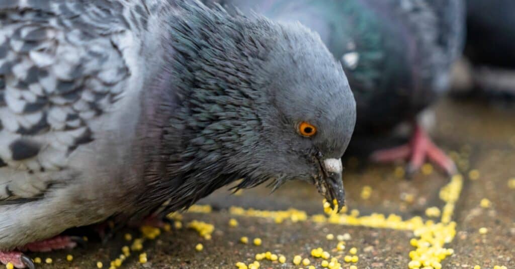 pigeons eating food