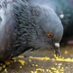 Pigeons consume around 12-20 percent of their body weight each day. 