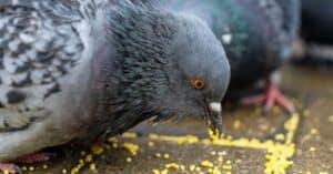 8 Methods for Getting Rid of Pigeons Naturally  Picture