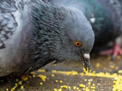 A 8 Methods for Getting Rid of Pigeons Naturally 